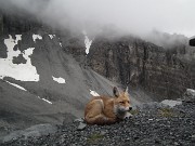 13 La volpe del Quinto Alpini